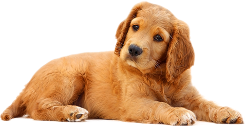 Red puppy