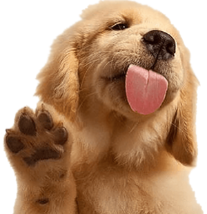 Golden puppy