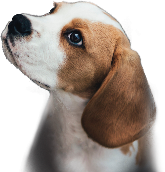 White-brown puppy